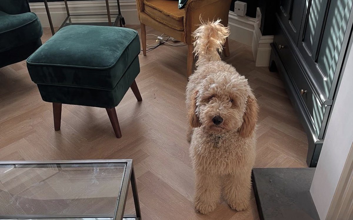 A cockapoo standing on a light oak herringbone floor in a living room